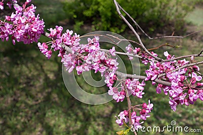 Close up of pink flowers of eastern redbud Stock Photo