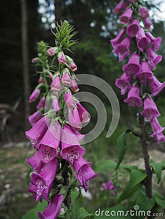 Close up pink foxgloves in forest Stock Photo