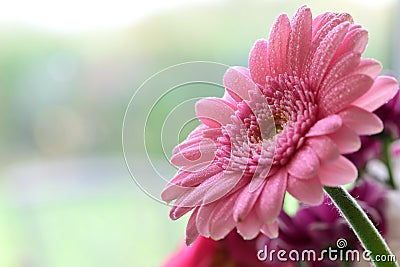 Gerbera Stock Photo