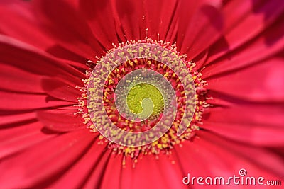 Close up of a pink gerbera flower with a limegreen heartand pink Stock Photo