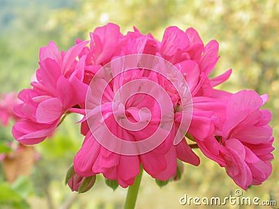 Close up of a pink Gilliflower in a garden. Stock Photo