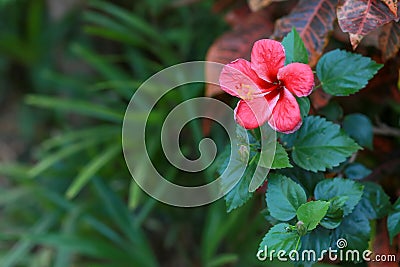 Close-up, pink hibiscus flowers, green background, nature looking bright, planted in front of the house Stock Photo