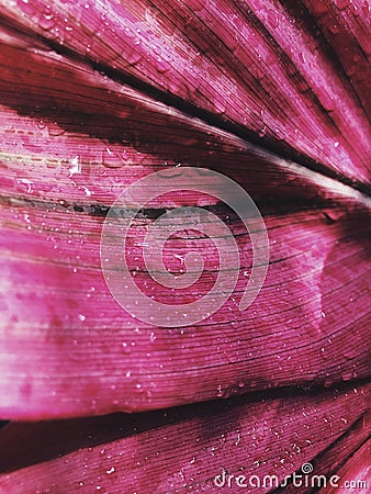 Close up pink leaf with water drop in sunlight Stock Photo