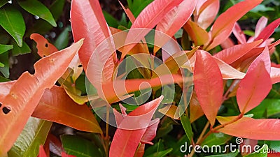 close-up of pink leaves of syzygium australe Stock Photo