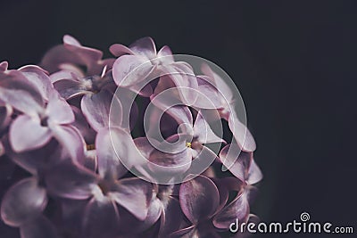 close up of pink lilac blossoms in dark surrounding - dark, dramatic and mystical Stock Photo