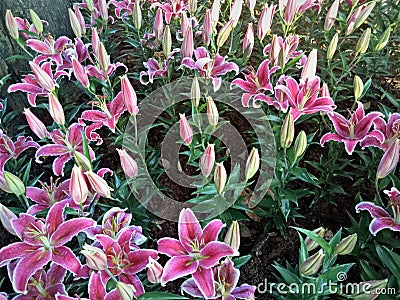 Close-up pink lilies blossoming flower in the garden background Stock Photo