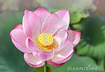Close up pink lotus flower or Sacred lotus flower Nelumbo nucifera with green leaves blooming in lake Stock Photo
