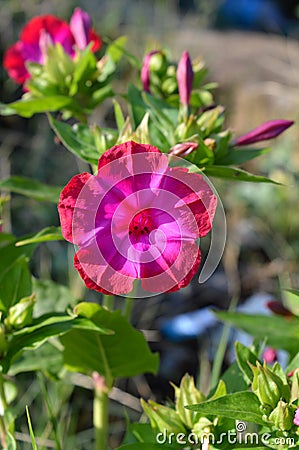 Close-up of a Pink Mirabilis Jalapa Flower, Marvel of Peru, Four o`clock Flower, Macro, Nature Stock Photo