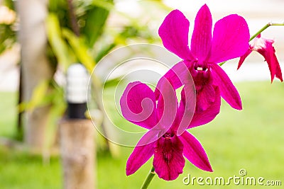 Close-up of pink orchid phalaenopsis. Bouquet of flowers orchids. Stock Photo