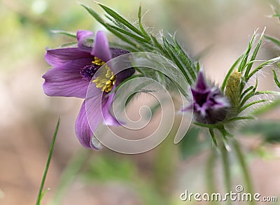 Close-up of pink Pasque wild flower Stock Photo