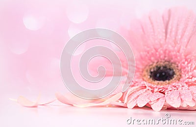 close up pink petal Gerbera flower , softness and selective focus Stock Photo