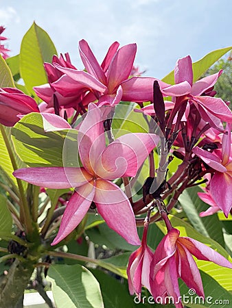 Pink plumeria flower in nature garden Editorial Stock Photo
