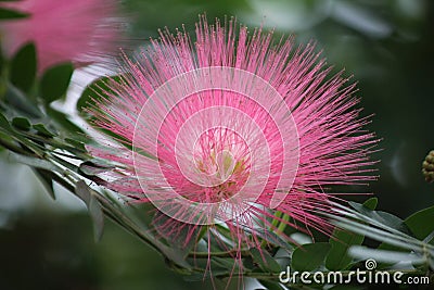 Close Up of a Pink Powderpuff Flower Stock Photo
