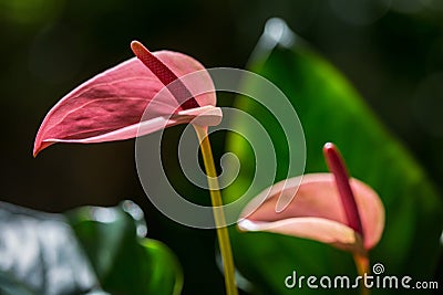 Pink and purple anthurium flower with green leaf beautiful natural art design Stock Photo