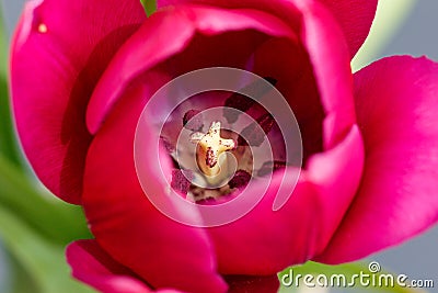 Close up Pink Purple Spring Tulip Flower Inside View Stock Photo