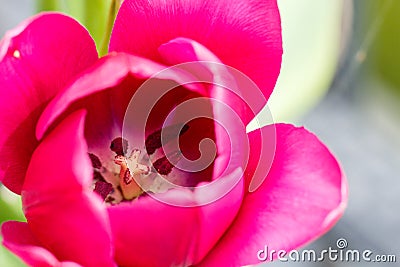 Close up Pink Purple Spring Tulip Flower Inside View Stock Photo