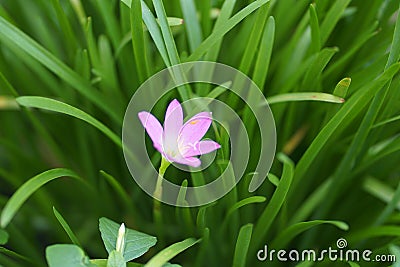 Close up a pink rain lily flower Zephyranthes green leaf background Stock Photo