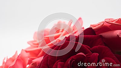 Pink and red roses on white background Stock Photo