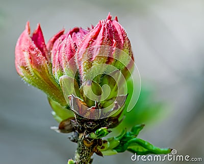 A wild pink rhodedendron bud in the Norfolk countryside Stock Photo