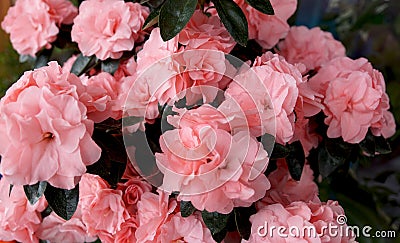 Close-up of pink Rhododendron indicum azalea flowers in home. Springtime, pot garden, beauty plant of nature. Blooming romantic Stock Photo