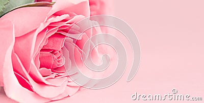Close up pink rose on pink background. Card for Valentines, Mom, Women's day and 8 March. Copy space, mock up Stock Photo
