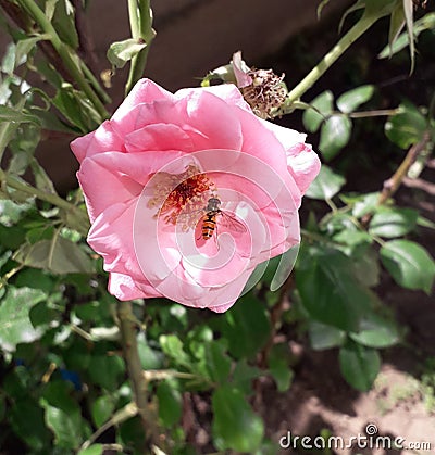 A rose and a wasp Stock Photo