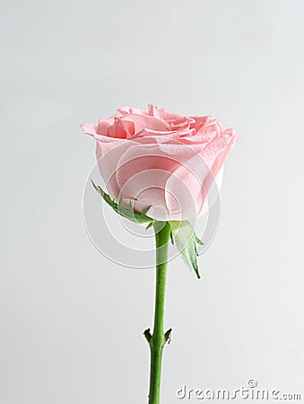 a close up of a pink rose in a glass vase Stock Photo