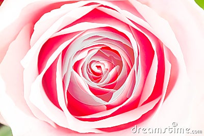 Single pink rose macro from above Stock Photo