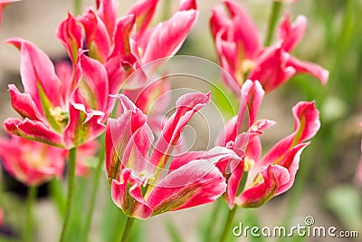 Close-up of pink tulip on field Stock Photo