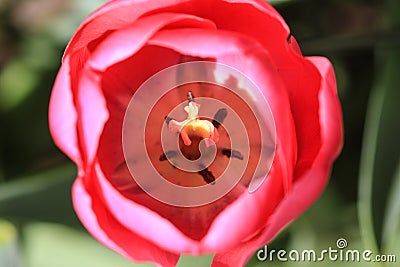 Close up of a pink tulips with brown stamens Stock Photo