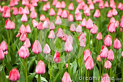 Close-up of pink tulips in a field of pink tulips Stock Photo