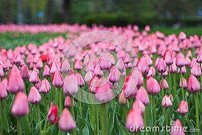 Close-up of pink tulips in a field of pink tulips Stock Photo