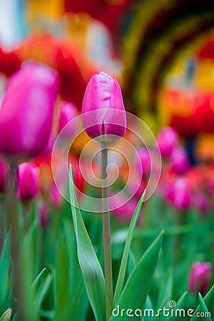 Tulip close-up Stock Photo