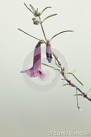 Close-up of a pink wild flower in mist of a foggy moring Stock Photo