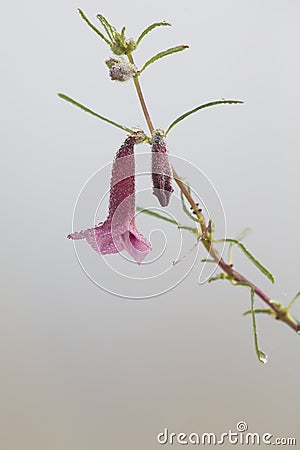 Close-up of a pink wild flower in mist of a foggy moring Stock Photo