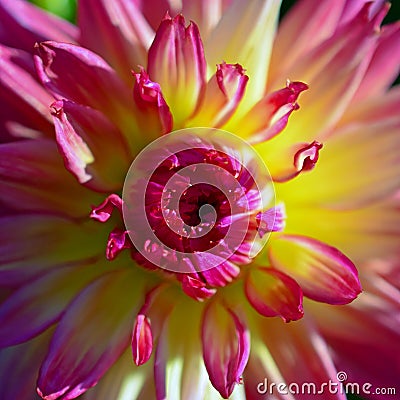 Close up of pink yellow Dahlia flower. Stock Photo