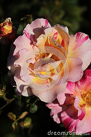 Close up of a pink and yellow variegated striped tea rose Stock Photo