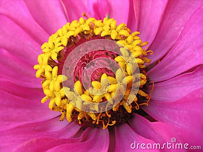 Close up of pink zinnia with yellow stamens Stock Photo