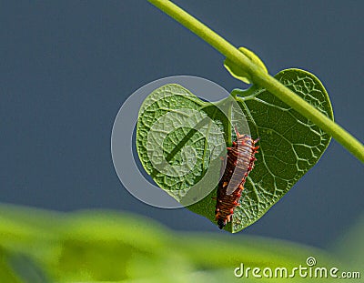 Close-up of Pipevine Caterpillar on Pipevive Plant, Seminole, Florida Stock Photo