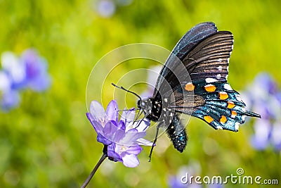 Close up of Pipevine swallowtail Battus philenor drinking nectar from a Blue Dick Dichelostemma capitatum wildflower, North Stock Photo