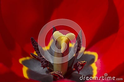 pistil and stamens inside red tulip flower Stock Photo