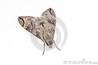 Close up the Plain grey Hawk moth isolate on white background. Psilogramma increta Stock Photo