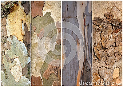 Close up of plane tree barks Stock Photo