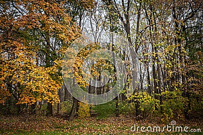 Close up on a plane trees with yellow and brown dry leaves, in autumn. Also known as sycamore, or platanus, the tree is a symbol Stock Photo