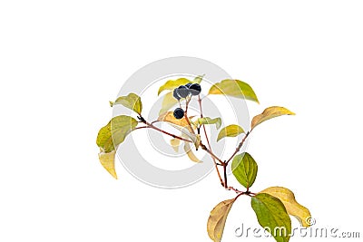 a close up of a plant with leaves and berries, typical september plant, Stock Photo