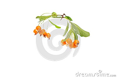 a close up of a plant with orange berries Stock Photo