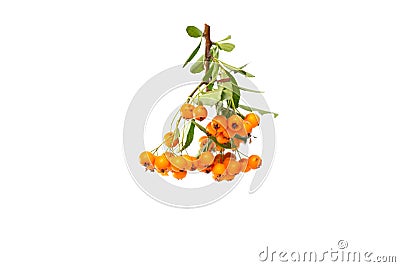 a close up of a plant with orange berries Stock Photo