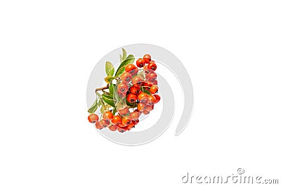 a close up of a plant with orange berries Stock Photo