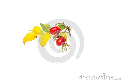 close-up of a plant with red berries, rosehip, Stock Photo