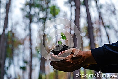 Close up plant seedling in hand. Care of environment. Stock Photo